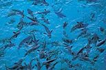 Moorea Motu Excursion with Shark and Ray Feeding