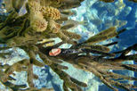 PADI Discover Scuba Diving Playa Del Carmen