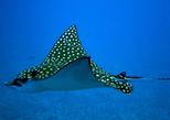 Puerto Plata Five Dive Package