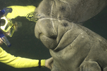 Self-Drive Swim with Manatees on the Crystal River