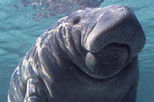 Swim with Manatees at Crystal River plus Airboat Adventure