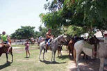 Horseback Riding from Cozumel, Mexico, Nature & Wildlife