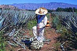 Tequila Six Pack from Puerto Vallarta