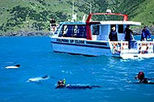 Akaroa Swim with Dolphins Tour from Christchurch - Local City Tour