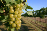 Waipara Wine Trail Tour from Christchurch