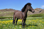 Viking Horse-Riding Tour and Blue Lagoon from Reykjavik