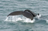 Whale Safari and Puffin Island
