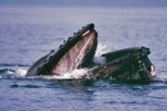 Whale Watching and Blue Lagoon Direct