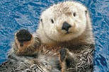 Vancouver Trolley Hop-on Hop-off Tour, Lookout Observation Deck and Vancouver Aquarium Combo