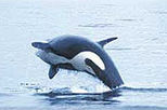 Seaplane Flight to Victoria and Whale-Watching, Vancouver, Air Tours