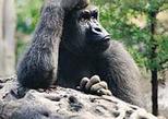 Loro Park - Tenerife's Wildlife Park