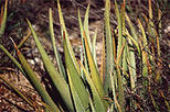 Essence of Aruba