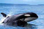 Orca Search by Kayak