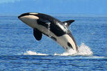 Whale Watching from Friday Harbor