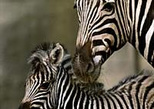 San Diego Zoo's Wild Animal Park