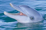 3-Day Monkey Mia Dolphins, Pinnacles Desert and Kalbarri National Park Tour from Perth