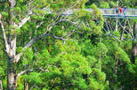 Valley of the Giants and Tree Top Walk Day Tour from Perth, Perth, Day Trips
