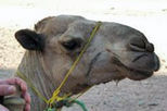 Private Camel Safari with Optional Bedouin Dinner