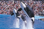 SeaWorld&reg; San Diego Ticket with Transport