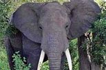 5-Day Victoria Falls and Chobe National Park Fly-In Tour