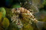 New England Aquarium