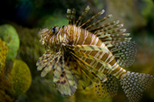 New England Aquarium
