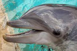 Meet the Dolphins at Miami SeaQuarium