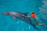 St Augustine and Dolphin Experience Day Trip from Orlando