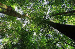 Buena Vista Rainforest Combo Tour