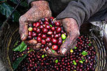 Coffee Tour at Cafe Britt
