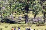 Horseback Riding Wolf's Trail