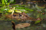 Jungle Crocodile Safari
