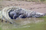 Jungle Crocodile Safari