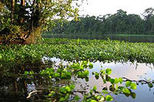 Tortuguero National Park