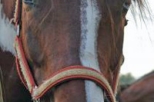 Aswan Horse and Carriage Tour