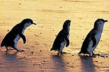 Phillip Island Penguin Small Group Eco Tour from Melbourne