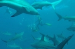 Indian Ocean Wild Shark Encounter - Scuba Dive or Snorkel