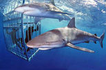 North Shore Shark Adventure Cruise