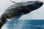 Boston Whale Watching Cruise