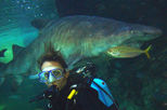 Shark Diving Xtreme in Sydney