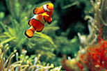 Sydney Aquarium VIP Guided Tour