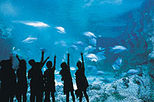Sydney Bonus Ticket with Aquarium, Tower and Wildlife World