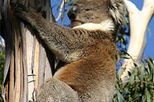 4-Day Koalas, Wombats and Wallabies Wildlife Journey (Fully Accommodated)