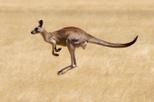 Savannah Walkabout Australian Animals Eco Tour from Melbourne