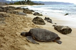 North Shore of Oahu Adventure