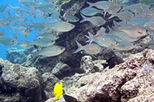 Kayak and Snorkel - South Shore Turtle