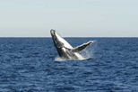Sydney Eco Whale Watching Small Group Cruise
