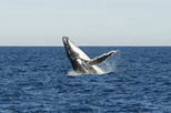 Sydney Eco Whale Watching Small Group Cruise