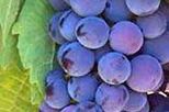 Independent Wine Tasting in La Rioja