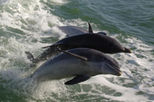Dolphin Racer